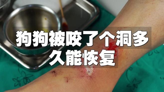 龍魚咬傷后多久會好轉？ 龍魚咬傷后多久會好轉？ 龍魚百科 第1張