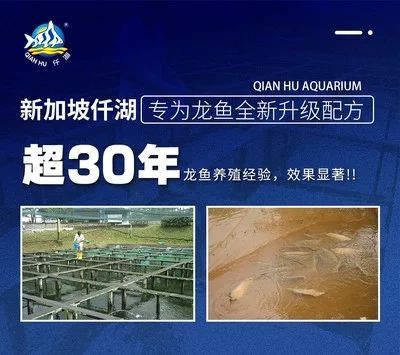 龍魚的養(yǎng)殖環(huán)境要求是什么：龍魚的養(yǎng)殖環(huán)境要求