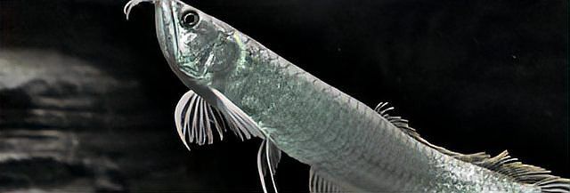 怎么防止銀龍魚掉眼