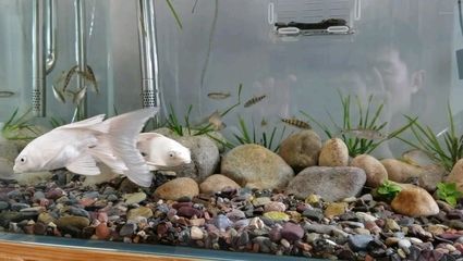 紅龍魚燒尾多久可以恢復顏色：紅龍魚燒尾恢復時間受多種因素影響紅龍魚燒尾預防措施