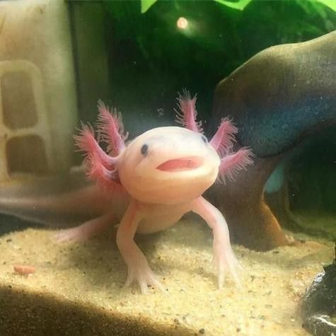 六角龍魚換水時(shí)需要注意哪些事項(xiàng)？