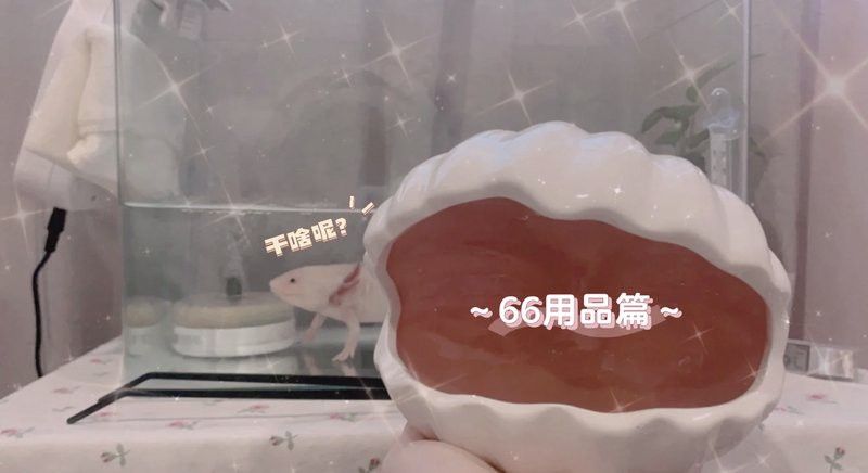 六角龍魚換水時(shí)需要注意哪些事項(xiàng)？