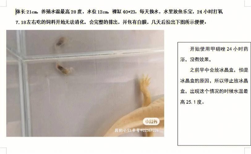 六角龍魚換水時(shí)需要注意哪些事項(xiàng)？