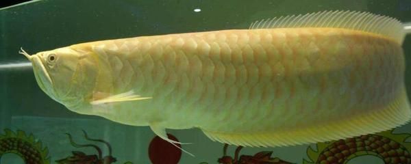 金龍魚怎么看品相好壞，如何判斷金龍魚品相好壞
