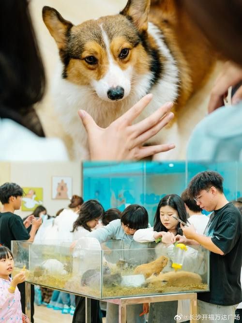 有沒有小龍魚社交行為的gif圖？ 有沒有小龍魚社交行為的gif圖？ 龍魚百科 第7張