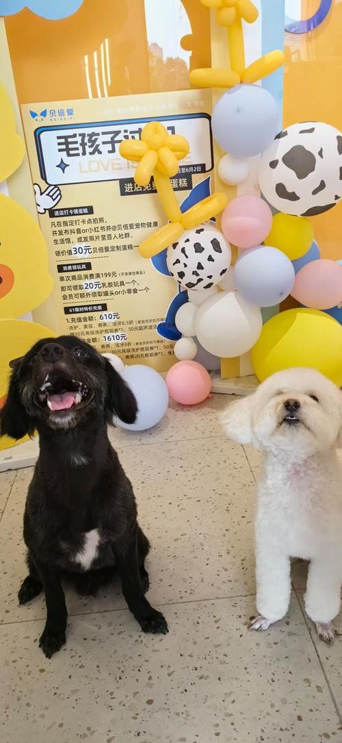 有沒有小龍魚社交行為的gif圖？ 有沒有小龍魚社交行為的gif圖？ 龍魚百科 第6張