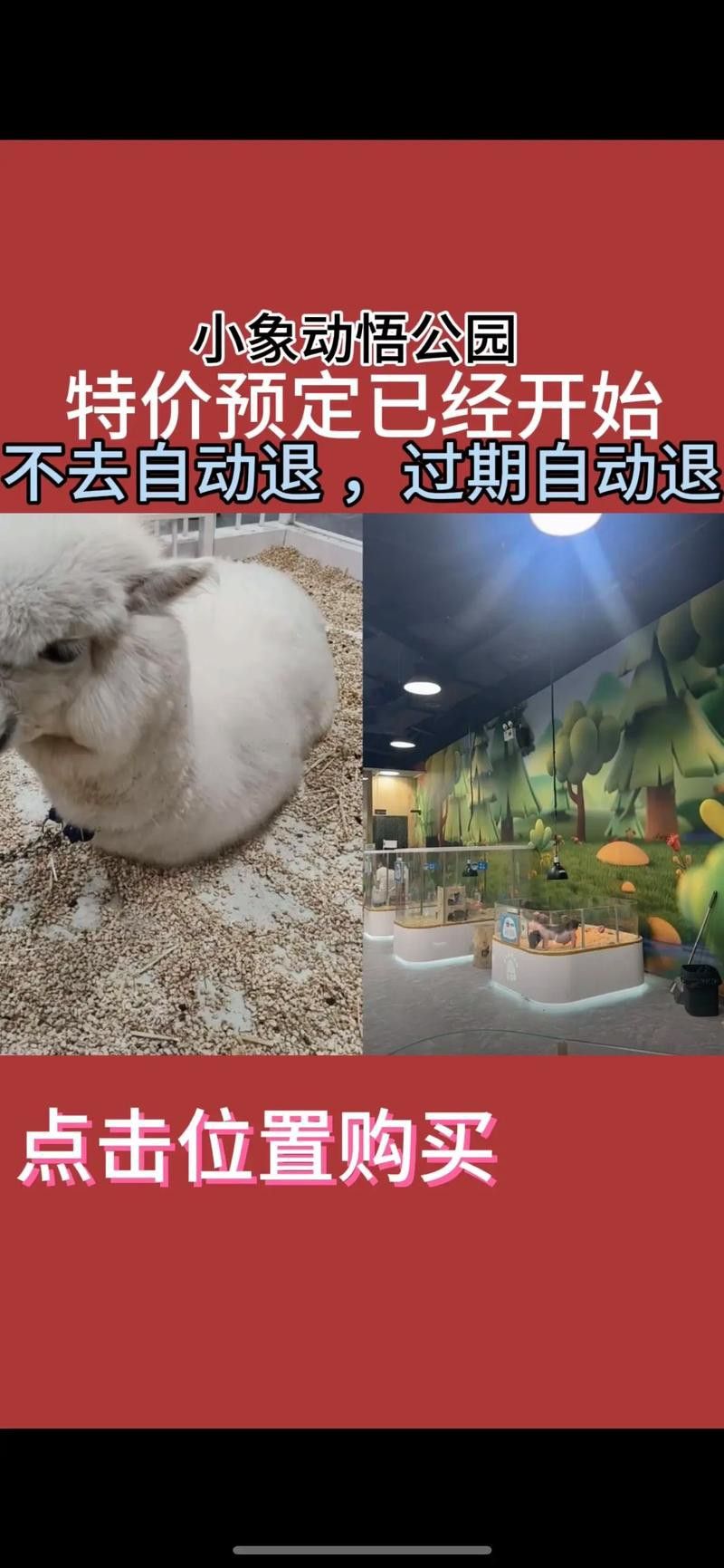 有沒有小龍魚社交行為的gif圖？ 有沒有小龍魚社交行為的gif圖？ 龍魚百科 第10張