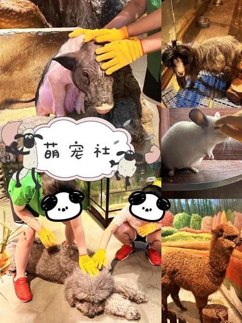 有沒有小龍魚社交行為的gif圖？ 有沒有小龍魚社交行為的gif圖？ 龍魚百科 第9張