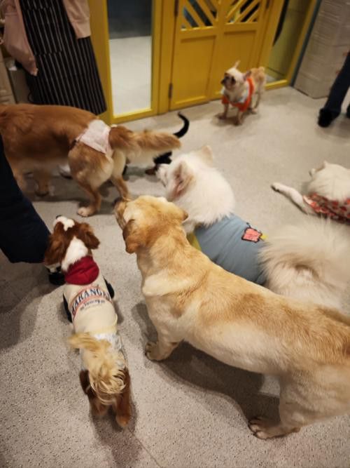 有沒有小龍魚社交行為的gif圖？ 有沒有小龍魚社交行為的gif圖？ 龍魚百科 第12張