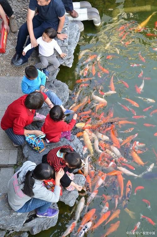 有沒有小龍魚社交行為的gif圖？ 有沒有小龍魚社交行為的gif圖？ 龍魚百科 第27張