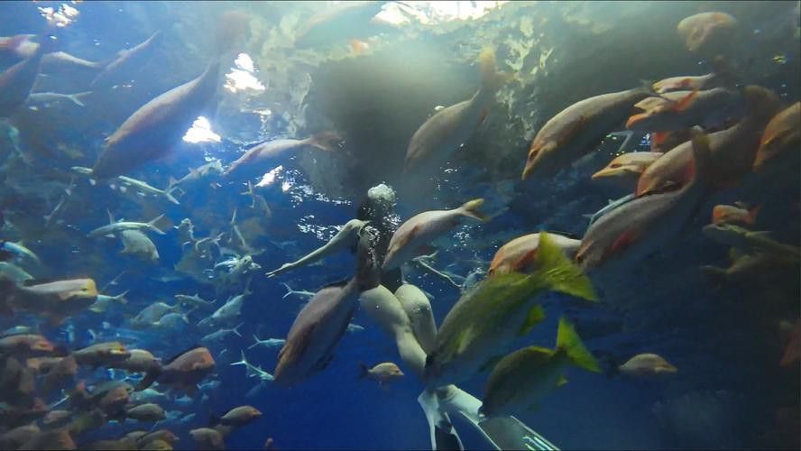 有沒有小龍魚社交行為的gif圖？ 有沒有小龍魚社交行為的gif圖？ 龍魚百科 第25張