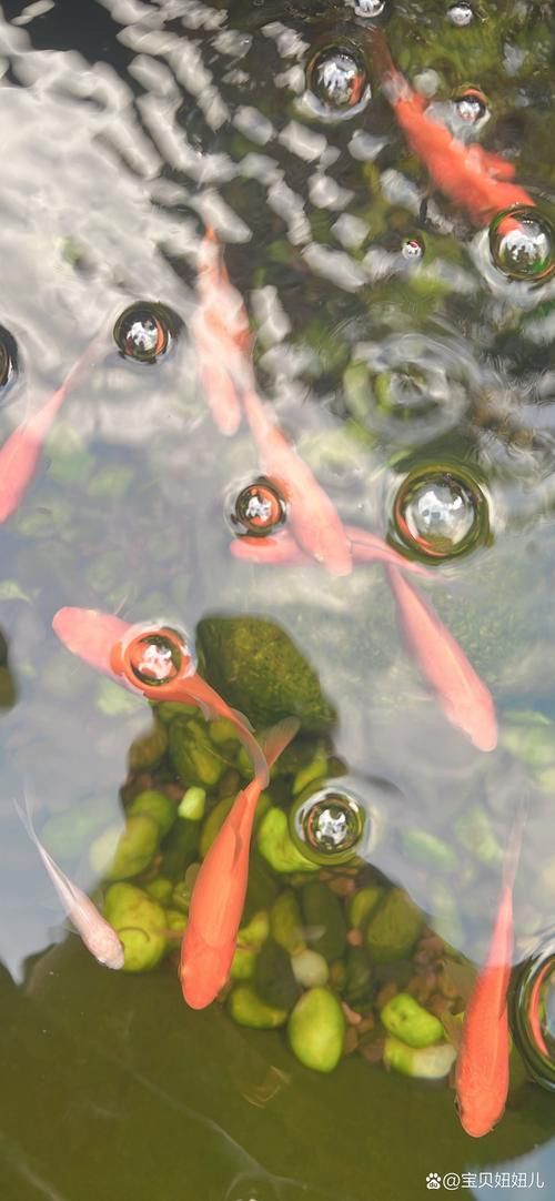 有沒有小龍魚社交行為的gif圖？ 有沒有小龍魚社交行為的gif圖？ 龍魚百科 第31張