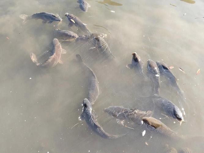 有沒有小龍魚社交行為的gif圖？ 有沒有小龍魚社交行為的gif圖？ 龍魚百科 第28張