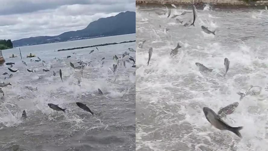 有沒有小龍魚社交行為的gif圖？ 有沒有小龍魚社交行為的gif圖？ 龍魚百科 第34張