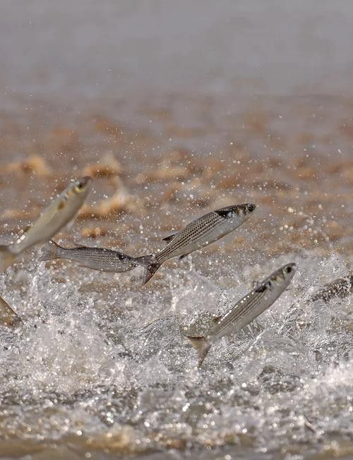 有沒有小龍魚社交行為的gif圖？ 有沒有小龍魚社交行為的gif圖？ 龍魚百科 第35張