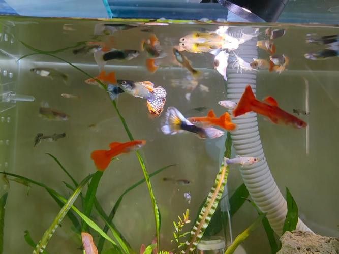 有沒有小龍魚社交行為的gif圖？ 有沒有小龍魚社交行為的gif圖？ 龍魚百科 第39張