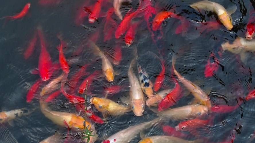 有沒有小龍魚社交行為的gif圖？ 有沒有小龍魚社交行為的gif圖？ 龍魚百科 第40張