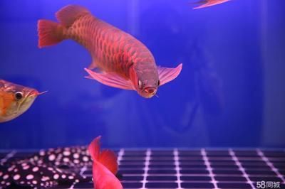 龍魚養(yǎng)護(hù)注意事項(xiàng)和禁忌事項(xiàng)有哪些：龍魚養(yǎng)護(hù)注意事項(xiàng)和禁忌事項(xiàng)