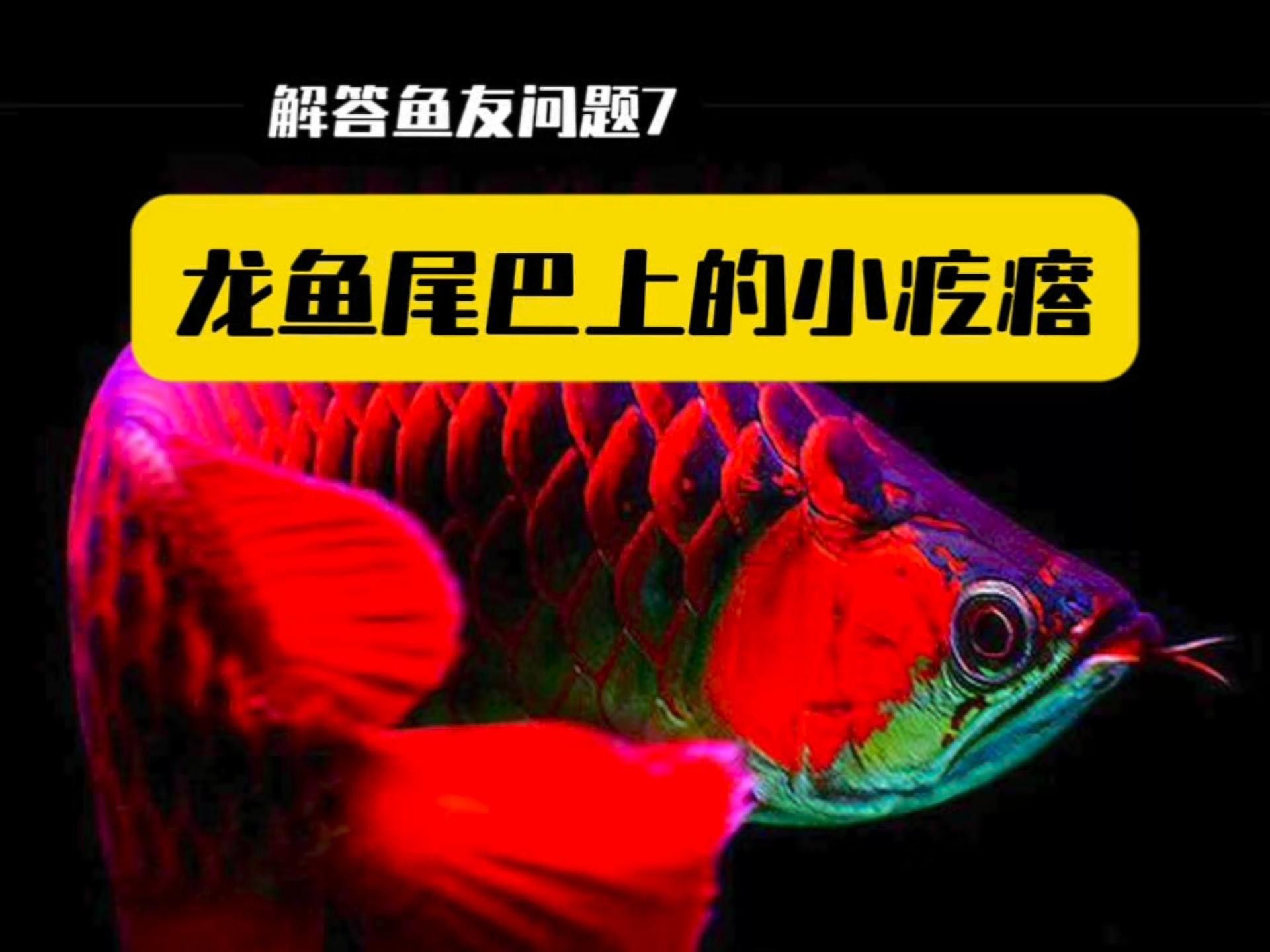 龍魚外寄生蟲感染的癥狀有哪些？
