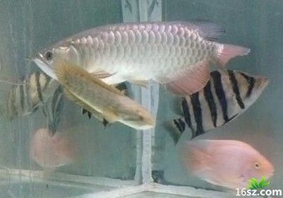 龍魚(yú)眼睛有白霧是什么病：龍魚(yú)眼睛出現(xiàn)白霧是什么病