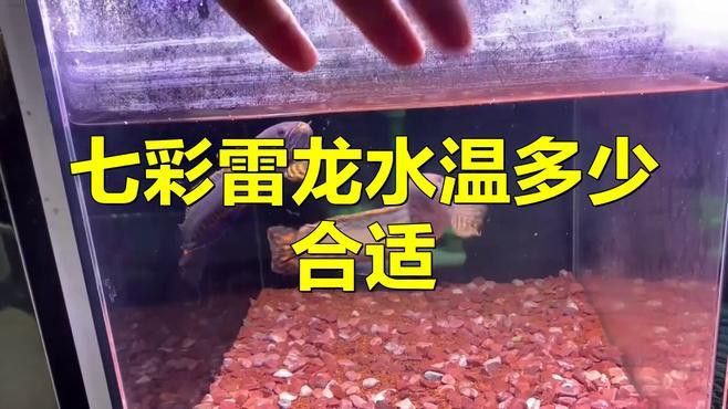 彩虹雷龍魚繁殖期如何提高水溫？