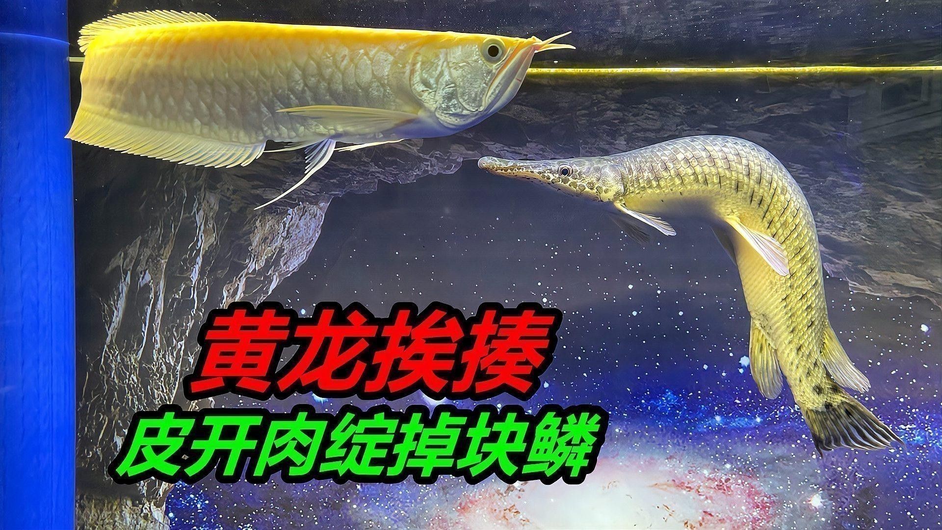 被銀龍魚咬了需要打狂犬疫苗嗎
