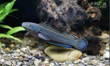 雷龍魚哪個品種最好養活