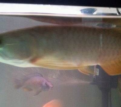 紅尾金龍魚和過背金龍有什么區(qū)別：紅尾金龍魚和過背金龍魚有什么區(qū)別