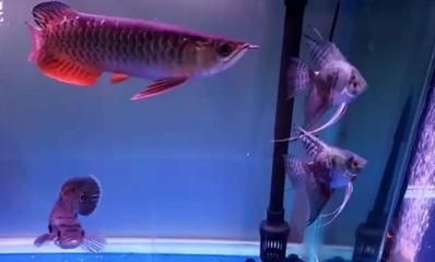 奶茶雷龍能和燕魚混養嗎怎么養：奶茶雷龍魚和燕魚可以混養嗎？