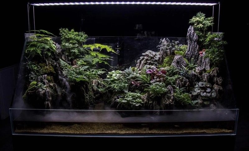 龍魚缸中植物多久換一次 龍魚缸中植物多久換一次 龍魚百科 第3張