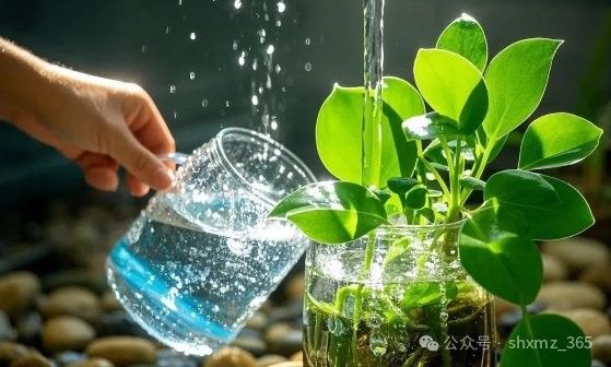 龍魚缸中植物多久換一次 龍魚缸中植物多久換一次 龍魚百科 第11張