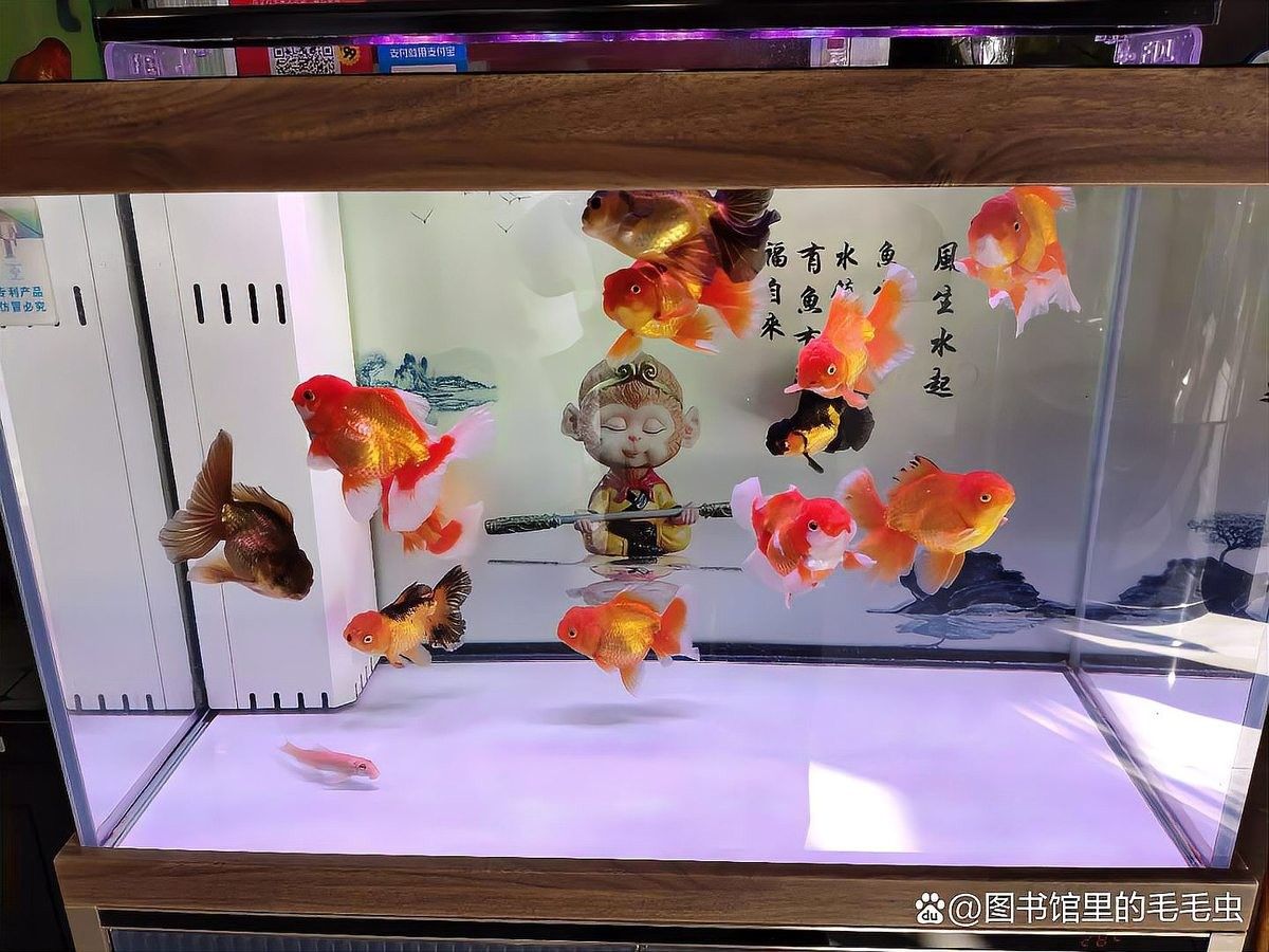 龍魚缸中植物多久換一次 龍魚缸中植物多久換一次 龍魚百科 第7張