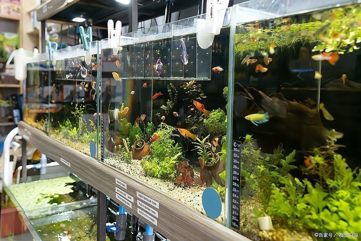 龍魚缸中植物多久換一次 龍魚缸中植物多久換一次 龍魚百科 第14張