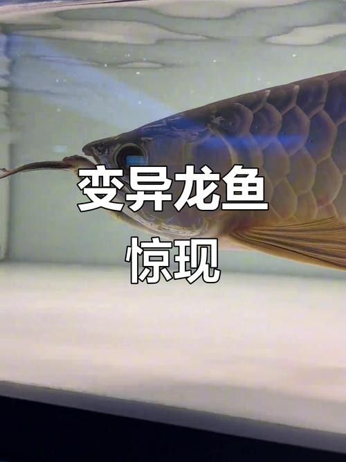龍魚分類圖片大全集