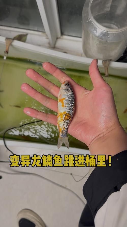 龍魚分類圖片大全集