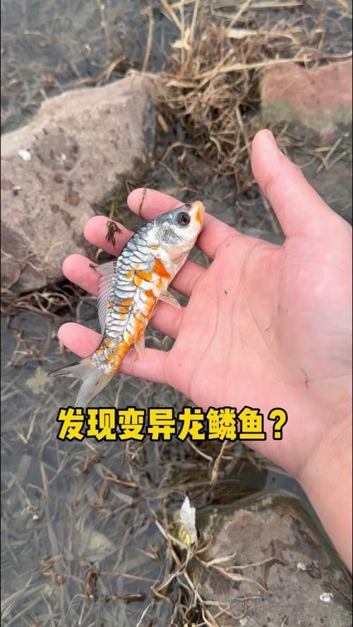 龍魚分類圖片大全集