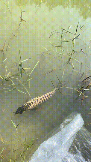 藍色的金龍魚是什么魚圖片