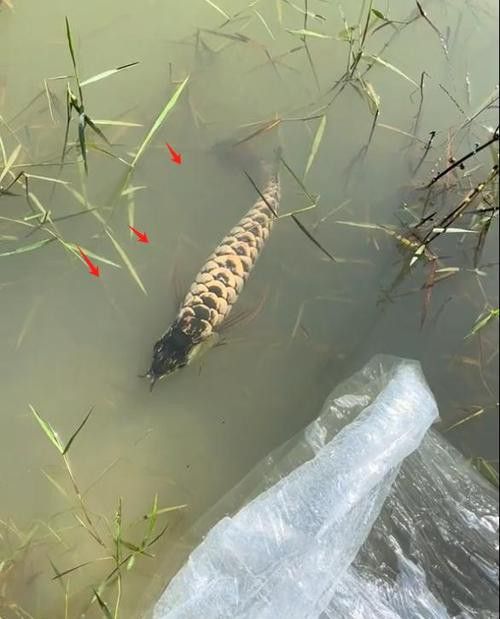 藍色的金龍魚是什么魚圖片