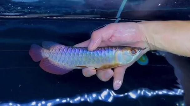 藍色的金龍魚是什么魚圖片