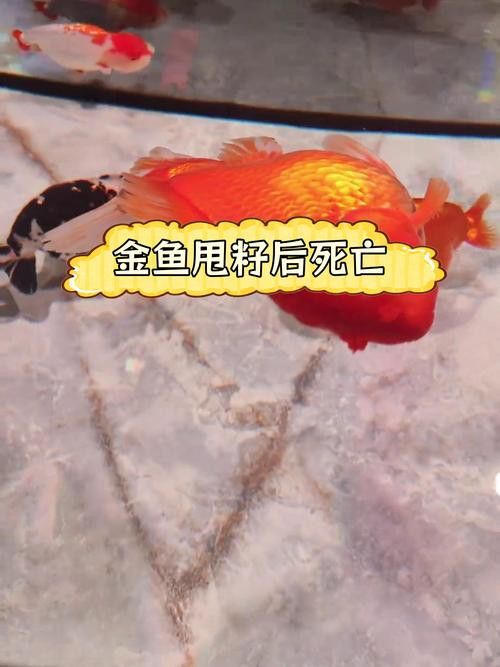 藍色的金龍魚是什么魚圖片