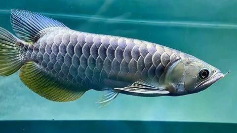 藍色的金龍魚是什么魚圖片