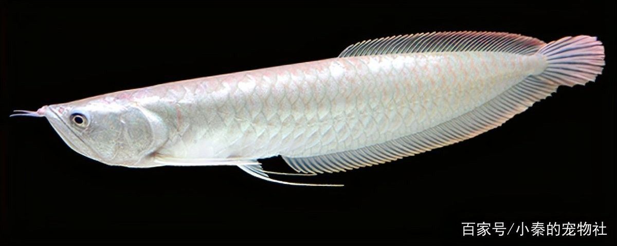 銀龍魚神仙魚混養好不好 銀龍魚神仙魚混養好不好 龍魚百科 第1張