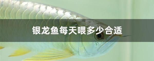 銀龍魚出生到15厘米要多久（銀龍魚從出生到15厘米需要多久？）