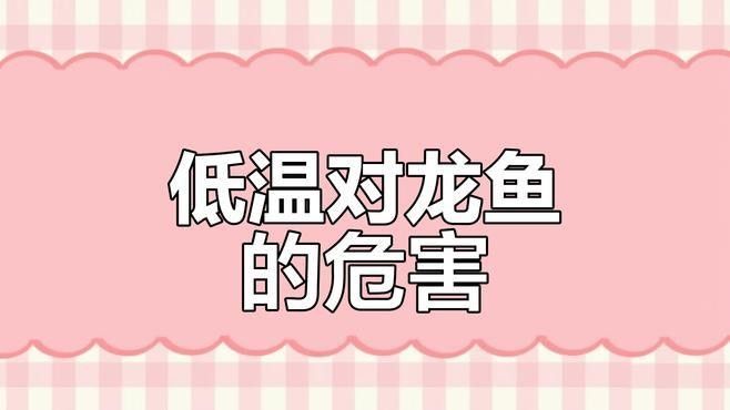 龍魚水溫低于20度