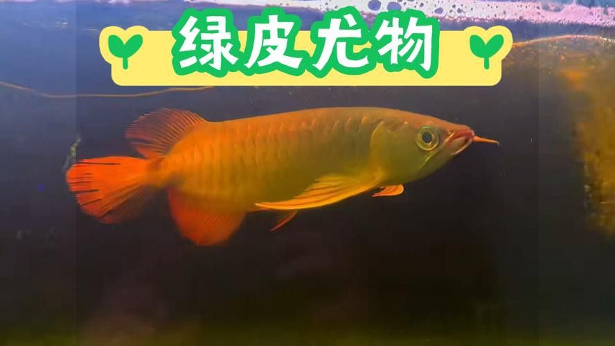 給我一些綠皮紅龍的圖片