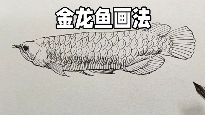 有哪些工具適合繪制金龍魚線描？ 有哪些工具適合繪制金龍魚線描？ 龍魚百科 第2張