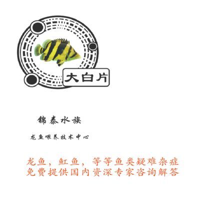24k金金龍魚：如何辨別金龍魚24K的真偽？