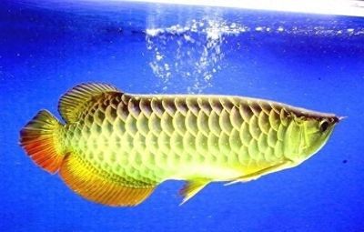 龍魚知識：關于龍魚的一些知識 龍魚知識：關于龍魚的一些知識 龍魚百科 第4張