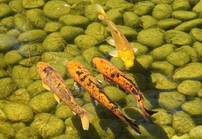 龍魚是冷水魚嗎還是熱水魚好：關于龍魚水溫需求的詳細信息