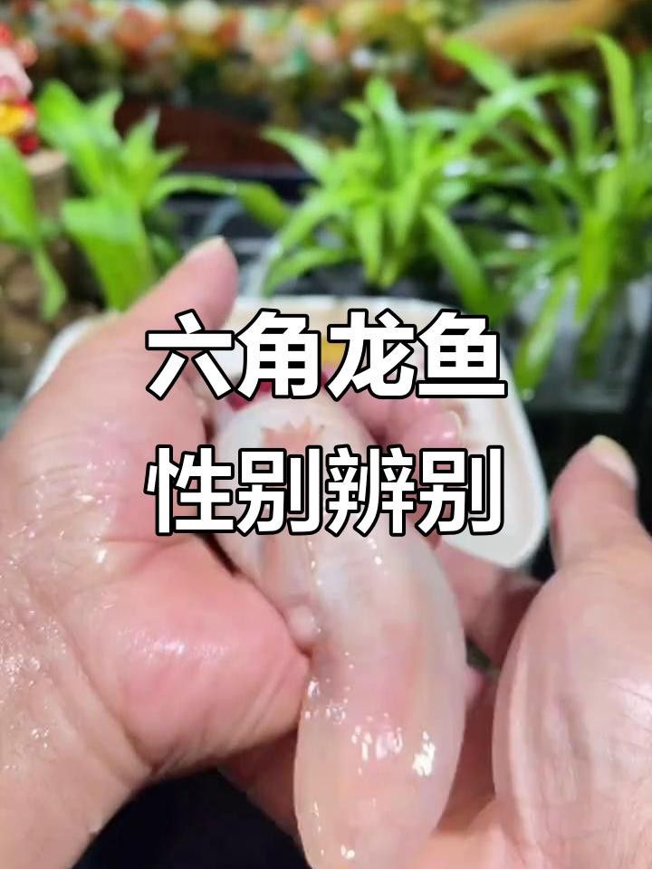 如何區分恐龍魚的雌雄？ 如何區分恐龍魚的雌雄？ 龍魚百科 第4張